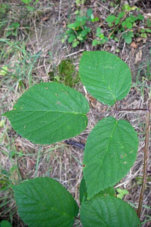 Rubus subcordatus \ Herzhnliche Brombeere / Heart-Leaved Bramble, D Odenwald, Ober-Liebersbach 28.8.2013