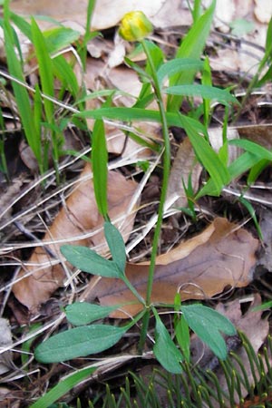 Ranunculus auricomus spec1 ? \ Gold-Hahnenfu / Goldilocks, D Odenwald, Fürth 23.3.2014