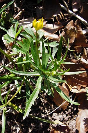 Ranunculus stricticaulis \ Aufrechter Gold-Hahnenfu / Upright Goldilocks, D Feuchtwangen-Kaltenbronn 29.3.2014