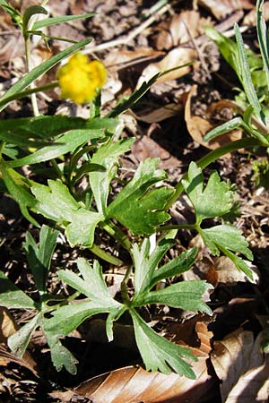 Ranunculus stricticaulis \ Aufrechter Gold-Hahnenfu / Upright Goldilocks, D Feuchtwangen-Kaltenbronn 29.3.2014