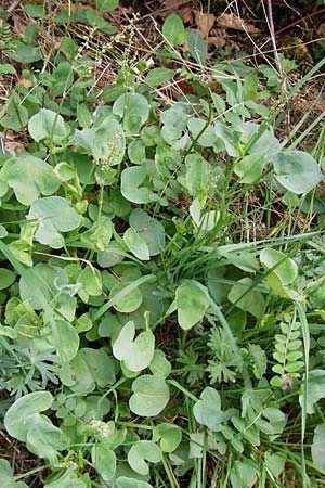 Rumex scutatus \ Schild-Ampfer, D Klotten 12.4.2014