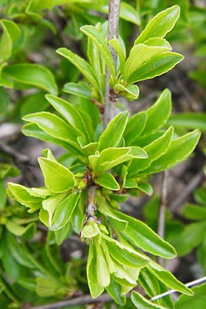 Rhamnus saxatilis / Rock Buckthorn, D Eching 3.5.2014