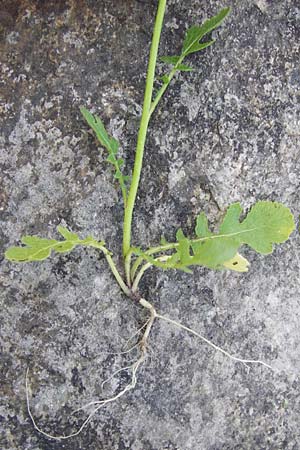 Raphanus sativus var. oleiformis / Oil Radish, Fodder Radish, D Mannheim 19.5.2014