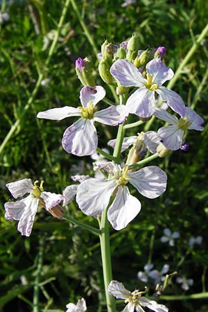 Raphanus sativus var. oleiformis / Oil Radish, Fodder Radish, D Lampertheim 20.5.2014