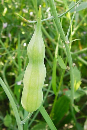 Raphanus sativus var. oleiformis / Oil Radish, Fodder Radish, D Lampertheim 20.5.2014