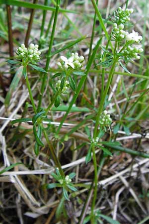 Galium saxatile \ Felsen-Labkraut, Harzer Labkraut / Heath Bedstraw, D Zwiesel 9.6.2014