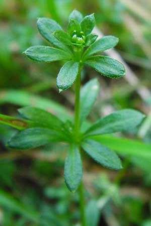 Galium saxatile \ Felsen-Labkraut, Harzer Labkraut / Heath Bedstraw, D Zwiesel 9.6.2014