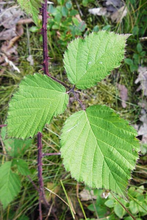 Rubus schnedleri \ Schnedlers Brombeere / Schnedler's Bramble, D Odenwald, Fischbachtal-Steinau 25.6.2014