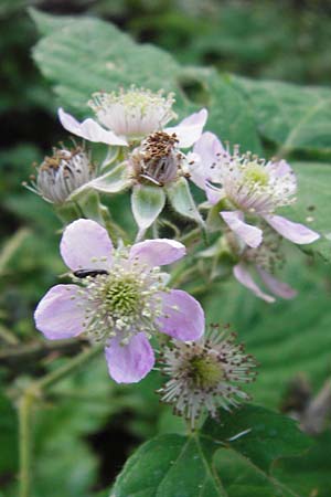 Rubus schnedleri \ Schnedlers Brombeere / Schnedler's Bramble, D Odenwald, Fischbachtal-Steinau 25.6.2014