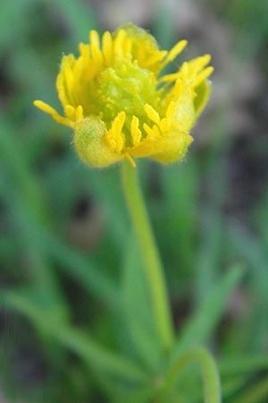 Ranunculus auricomus spec8 ? \ Gold-Hahnenfu / Goldilocks, D Eggenstein 9.4.2011