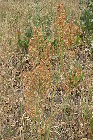 Rumex thyrsiflorus \ Straubltiger Sauer-Ampfer, D Mannheim 5.6.2011