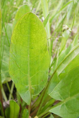 Rumex thyrsiflorus \ Straubltiger Sauer-Ampfer / Thyrse Sorrel, D Schwetzingen 14.4.2012