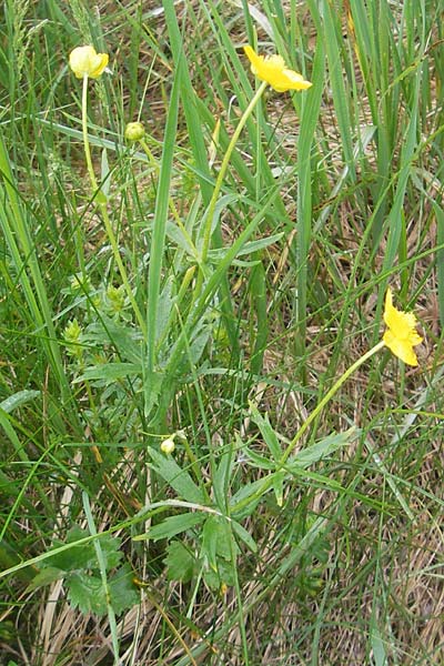 Ranunculus transiens \ Wechselnder Gold-Hahnenfu, D Zusmarshausen 5.5.2012