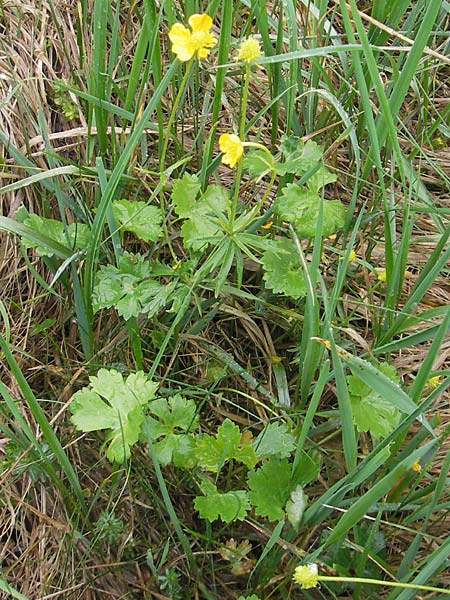 Ranunculus transiens \ Wechselnder Gold-Hahnenfu, D Zusmarshausen 5.5.2012