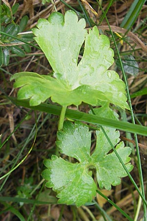 Ranunculus transiens \ Wechselnder Gold-Hahnenfu, D Zusmarshausen 5.5.2012