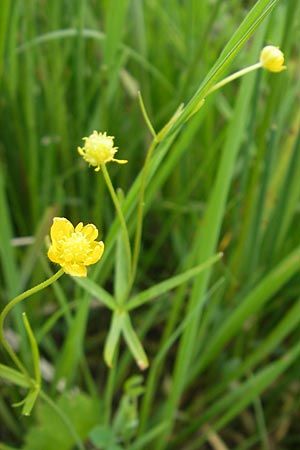 Ranunculus basitruncatus \ Abgestutzter Gold-Hahnenfu, D Velden 6.5.2012