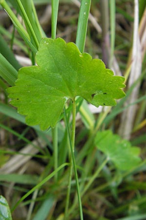 Ranunculus basitruncatus \ Abgestutzter Gold-Hahnenfu / Truncated Goldilocks, D Velden 6.5.2012