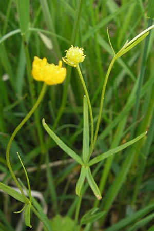 Ranunculus basitruncatus \ Abgestutzter Gold-Hahnenfu / Truncated Goldilocks, D Velden 6.5.2012