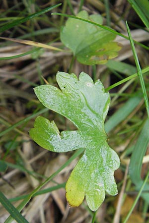 Ranunculus basitruncatus \ Abgestutzter Gold-Hahnenfu, D Velden 6.5.2012