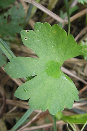 Ranunculus basitruncatus \ Abgestutzter Gold-Hahnenfu / Truncated Goldilocks, D Velden 6.5.2012