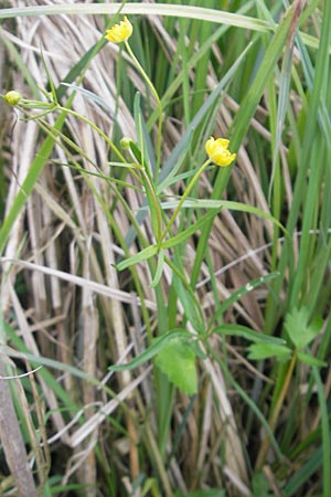 Ranunculus basitruncatus \ Abgestutzter Gold-Hahnenfu, D Velden 6.5.2012