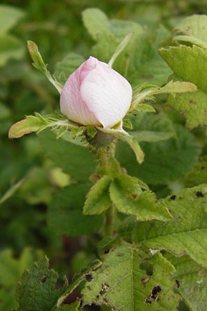 Rosa tomentosa \ Filz-Rose / Whitewoolly Rose, Harsh Downy Rose, D Odenwald, Hammelbach 30.5.2014