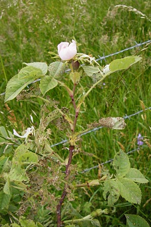 Rosa tomentosa \ Filz-Rose / Whitewoolly Rose, Harsh Downy Rose, D Odenwald, Hammelbach 30.5.2014