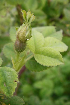 Rosa tomentosa \ Filz-Rose, D Odenwald, Hammelbach 30.5.2014