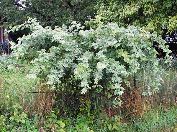 Rosa tomentosa \ Filz-Rose, D Odenwald, Hammelbach 30.7.2014