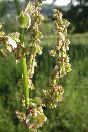 Rumex acetosa \ Groer Sauer-Ampfer, Wiesen-Sauer-Ampfer, D Bruchsal 11.5.2006