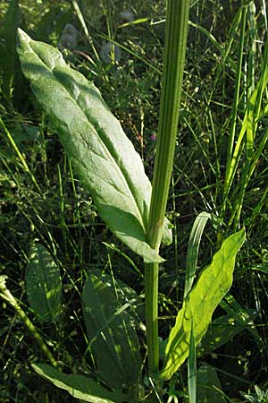 Rumex acetosa \ Groer Sauer-Ampfer, Wiesen-Sauer-Ampfer / Common Sorrel, D Bruchsal 11.5.2006