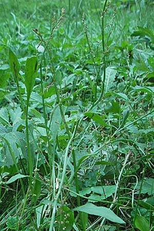 Rumex acetosella \ Kleiner Sauer-Ampfer / Sheep's Sorrel, D Schriesheim-Altenbach 14.7.2006