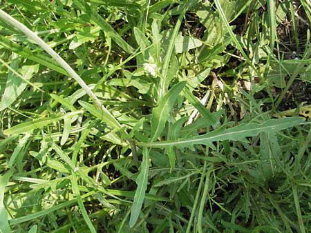 Diplotaxis tenuifolia \ Schmalblttriger Doppelsame, Ruccola / Perennial Wall Rocket, D Mannheim 23.8.2006