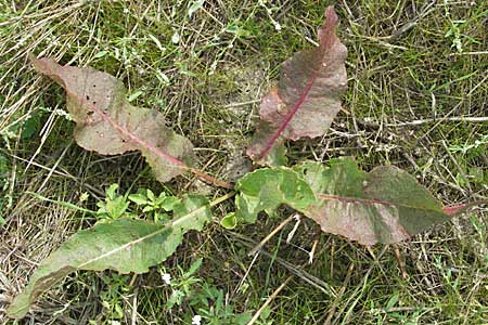 Rumex crispus \ Krauser Ampfer / Curled Dock, D Waghäusel 16.9.2006