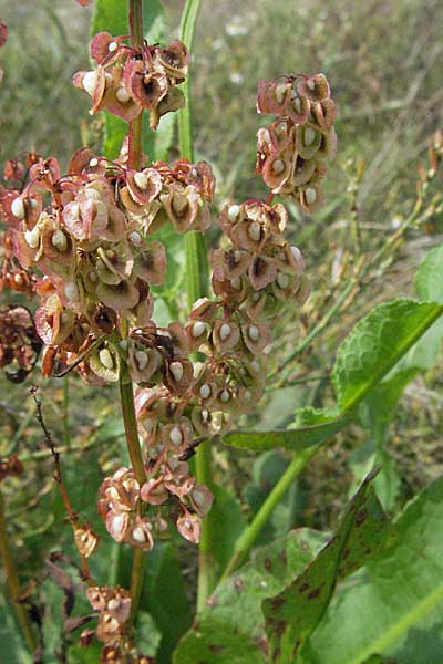 Rumex crispus, Curled Dock