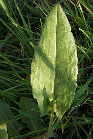 Rumex acetosa \ Groer Sauer-Ampfer, Wiesen-Sauer-Ampfer / Common Sorrel, D Weinheim an der Bergstraße 2.4.2007