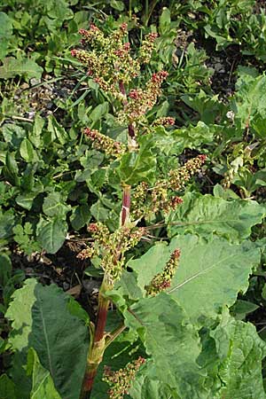 Rumex alpinus \ Alpen-Ampfer, D Schwarzwald, Feldberg 28.4.2007