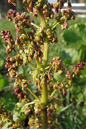 Rumex alpinus \ Alpen-Ampfer, D Schwarzwald, Feldberg 28.4.2007