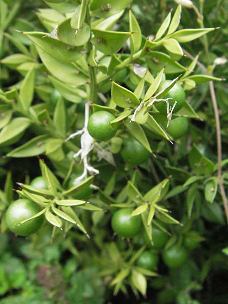 Ruscus aculeatus \ Stechender Musedorn, D Lorsch 1.7.2007