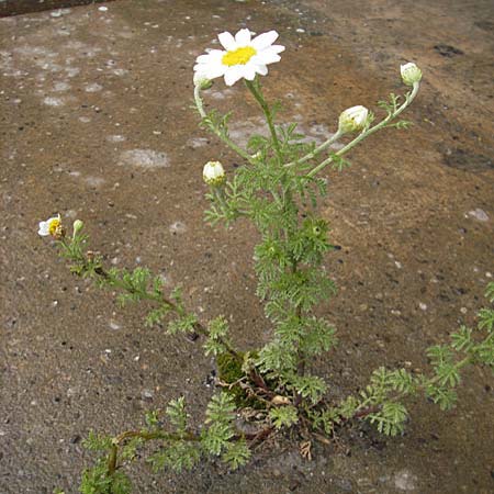 Anthemis austriaca / Austrian Chamomile, D Mannheim 3.5.2009