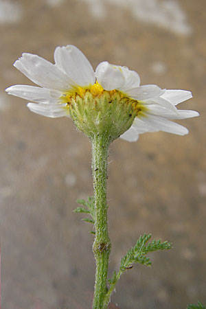 Anthemis austriaca \ sterreichische Hundskamille / Austrian Chamomile, D Mannheim 3.5.2009