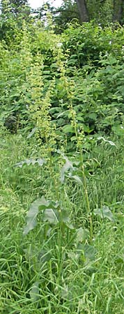 Rumex patientia / Garden Dock, D Mannheim 16.5.2009