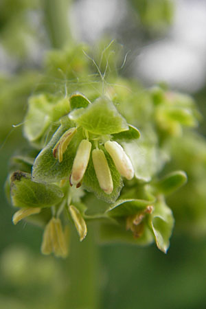 Rumex patientia / Garden Dock, D Mannheim 16.5.2009