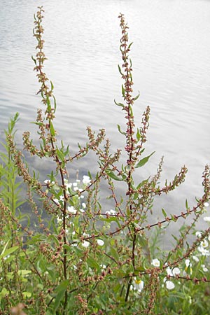 Rumex conglomeratus \ Knuelbltiger Ampfer / Whorled Dock, D Mannheim 19.6.2009