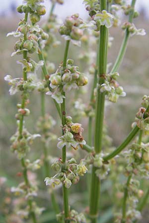 Rumex acetosa \ Groer Sauer-Ampfer, Wiesen-Sauer-Ampfer, D Darmstadt 17.7.2009