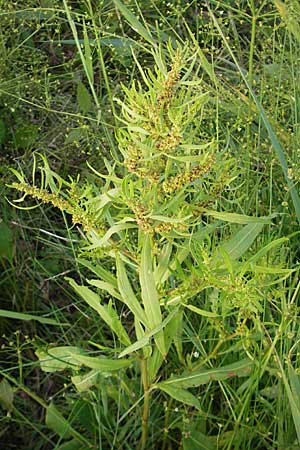 Rumex maritimus \ Ufer-Ampfer / Golden Dock, D Bad Nauheim 20.7.2009