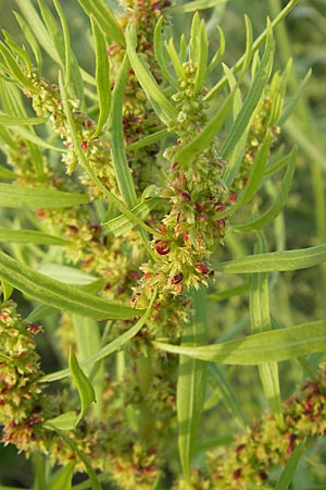 Rumex maritimus \ Ufer-Ampfer / Golden Dock, D Bad Nauheim 20.7.2009