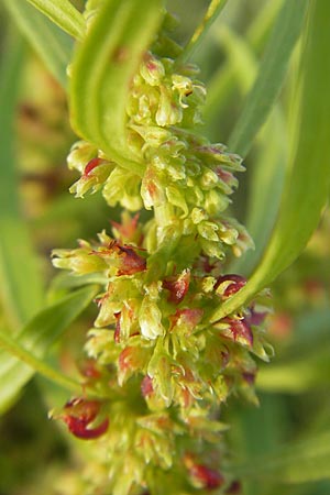 Rumex maritimus \ Ufer-Ampfer / Golden Dock, D Bad Nauheim 20.7.2009