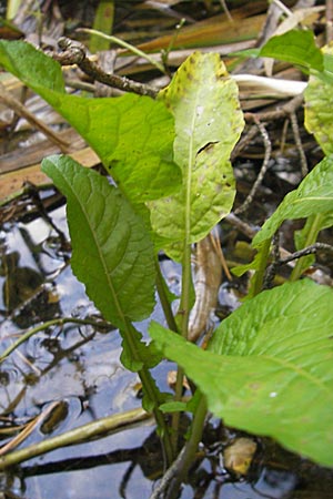 Rorippa amphibia \ Wasser-Kresse / Great Yellow-Cress, D Hassloch 22.7.2009