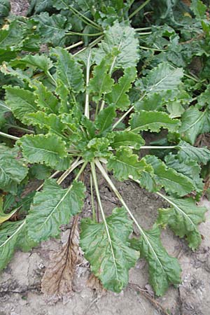 Beta vulgaris var. vulgaris \ Futter-Rbe, Zucker-Rbe / Beet, D Lampertheim 18.9.2009